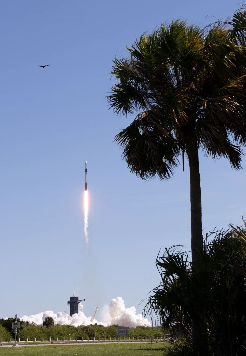 A Falcon 9 climbs above its launch pad with a palm tree in the foreground