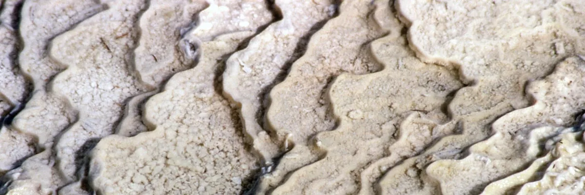 Pale, finely textured mineral terraces are separated by dark curving channels in a close view of Mammoth Hot Springs.